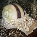 Naticidae 02